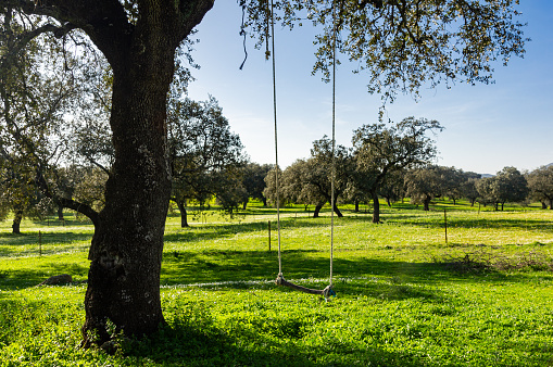 Swaying Under the Oaks: A Swing Suspended in the Tranquility of the Green Pasture.