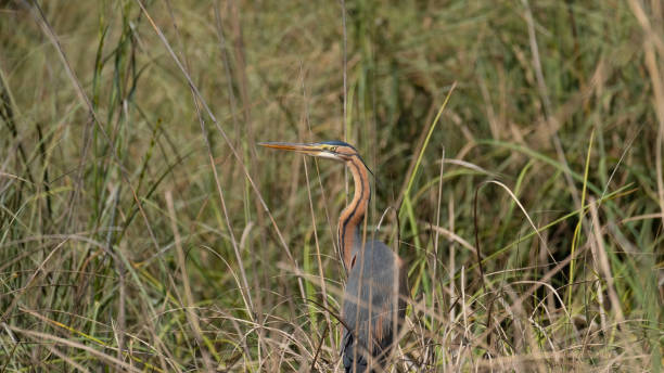 istock Purple Heron in the reeds 1978548472