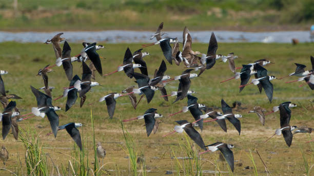 istock Waterfowl flying over wetland 1978549003