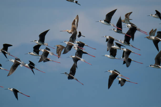 istock Waterfowl flying over wetland 1978549006