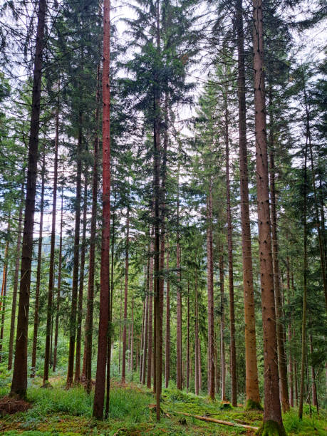 istock Bad Teinach Zavelstein detail from the forest 1978550055
