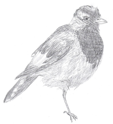 Peewee (another name: magpie lark) was hand drawn with graphite on the paper.