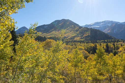 View of the mountains and aspen trees change colors during the fall in utah