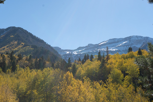 View of the mountains and aspen trees change colors during the fall in utah