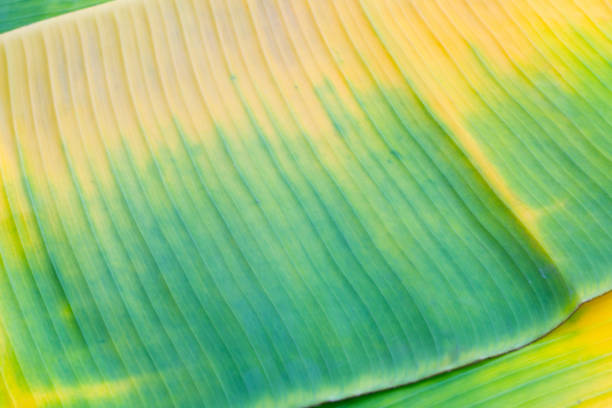 Yellow green banana leaf for background.