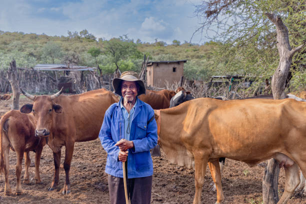 african old herder with the cows in the field , village in Botswana