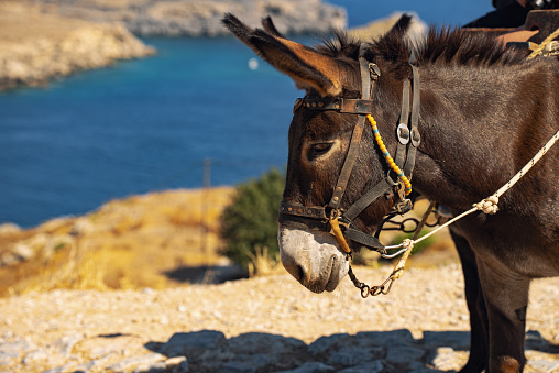 A tired donkey descends from the Acropolis of Lindos.