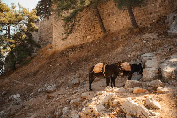 Photo of Donkeys stand in the shade and rest near the Acropolis of Lindos.