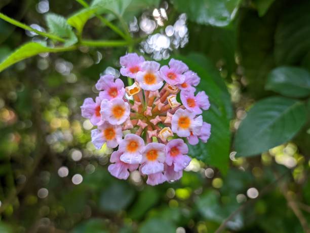 istock Lantana Camara Flower In The Morning 1978620801