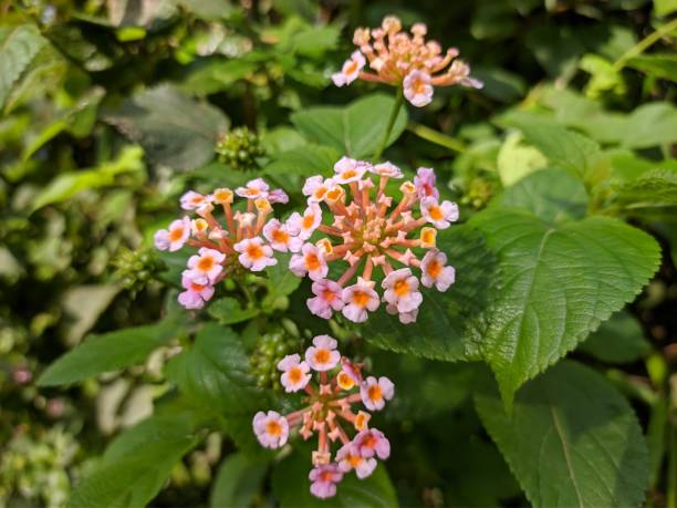 istock Lantana Camara Flower In The Morning 1978620806
