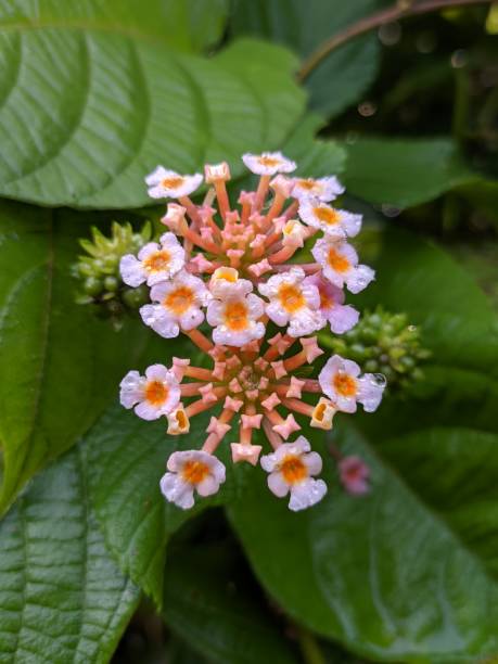 istock Lantana Camara Flower In The Morning 1978620828