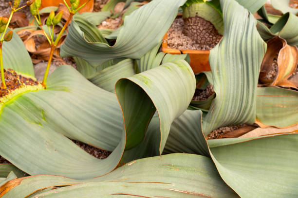 istock Welwitschia mirabilis plant in a pot 1978648393