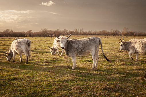 Picture of cow, a podolian cattle, standing in Vojvodina, Serbia at sunset. Podolian cattle is a group of cattle breeds characterised by grey coats and upright and often long horns that are thought to have originated in the Podolian steppe.