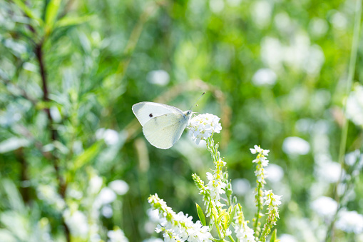 White cabbage butterfly (Periedae) on flower