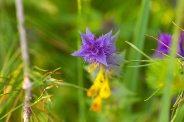Blue cow wheat flower in meadow