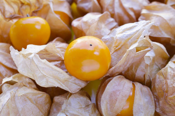 Chinese lantern, also known as Japanese lantern, Alkekengi officinarum, Bladder cherry, Ground cherry or Winter cherry, is a species of flowering plant in the nightshade family Solanaceae. It is  a perennial ornamental plant, with bright orange to red papery covering over its fruits, which resembles paper lantern.