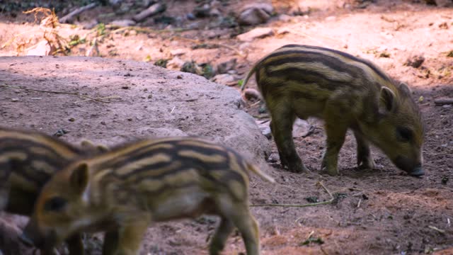 Close up of Wild boar piglets fighting