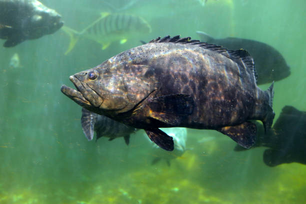 istock Giant grouper fish in aquarium water 1978710951