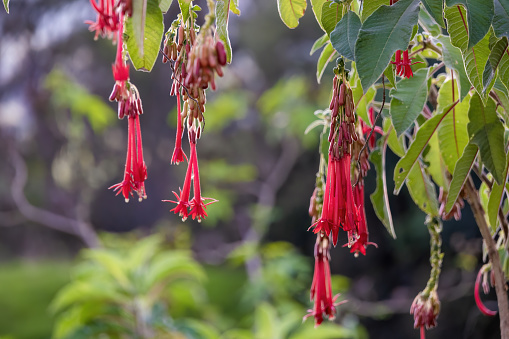 Hanging flowers and fruits of a fuchsia Boliviana plant,  at sunset, in a garden at the eastern Andes mountains of central Colombia.