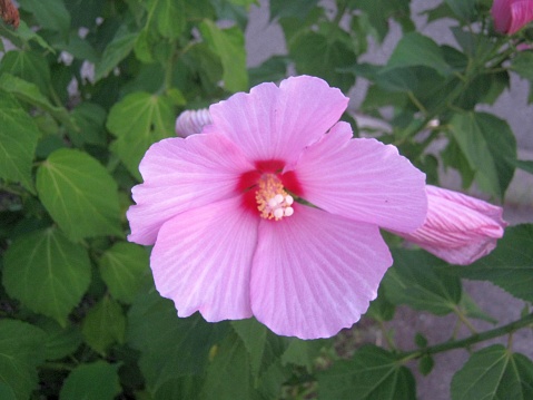 The large pink cotton rose hibiscus is a popular flower that represents summer.