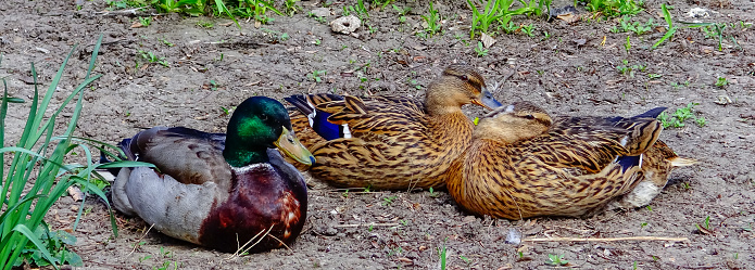 The mallard or wild duck (Anas platyrhynchos), close-up of resting birds, Ukraine