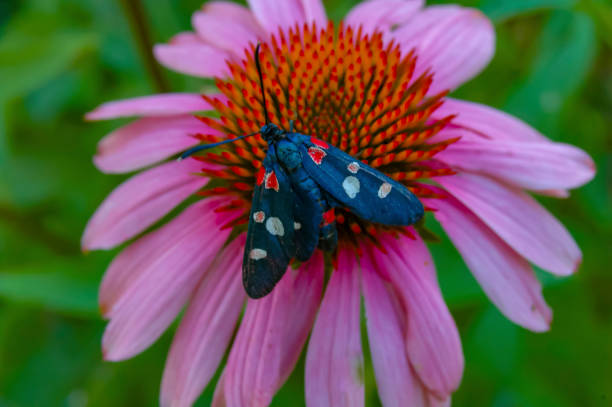 burnet moth (Zygaena ephialtes), butterflies sit on an echinacea flower and drink nectar burnet moth (Zygaena ephialtes), butterflies sit on an echinacea flower and drink nectar zygaena ephialtes stock pictures, royalty-free photos & images