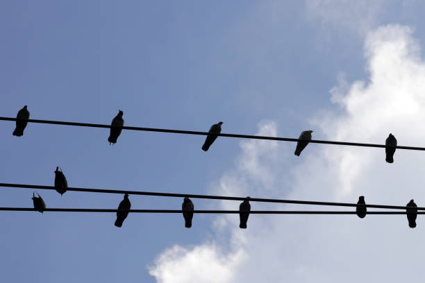 istock Silhouette birds on wire cable against blue sky 1978737860