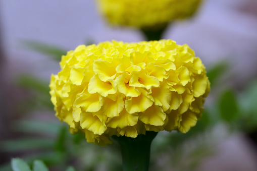 Bright yellow double bloom Marigold flower with green foliage growing in the garden.