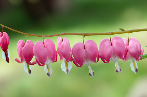 Beautiful branch with heart-shaped flowers of Dicentra Luxuriant (Bleeding heart) blooming in the summer garden, green background.