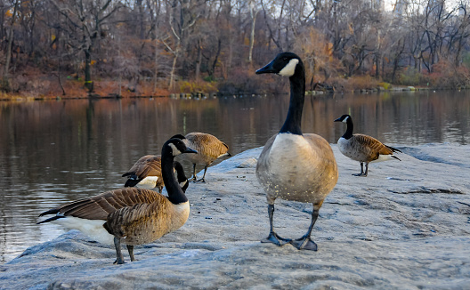 The Canada goose (Branta canadensis), birds rest in the lake in Manhattan Park, New York