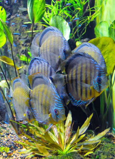 istock (Symphysodon aequifascilatus) large freshwater fish in the aquarium 1978738972