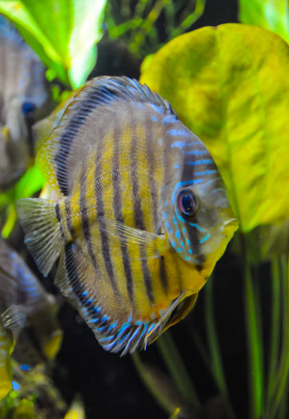 istock (Symphysodon aequifascilatus) large freshwater fish in the aquarium 1978738975