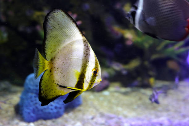 istock Teira batfish in aquarium water 1978741698