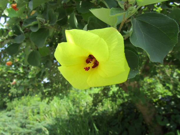 istock Yellow flowers of Hibiscus hamabo 1978746345