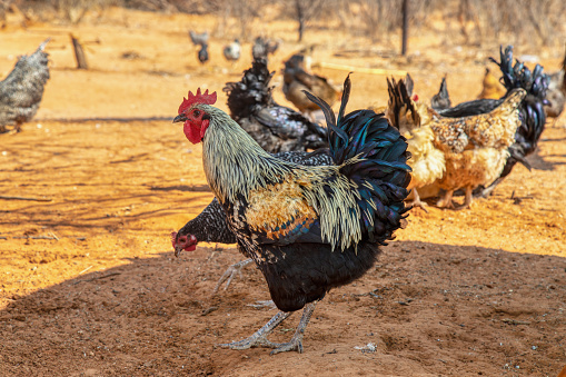 rooster and hens in the backyard of an african small farm