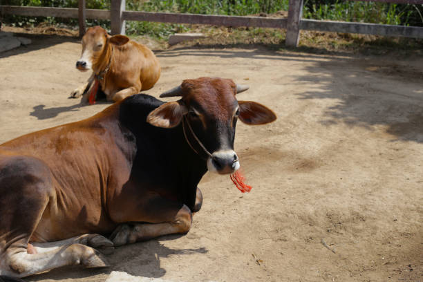 Red brown cows at the zoo
