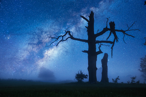 Tree, Milky Way