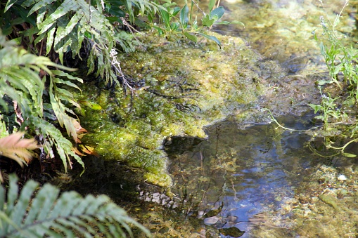 Rhizoclonium (Cladophoraceae) algal growth in a dried up stream.