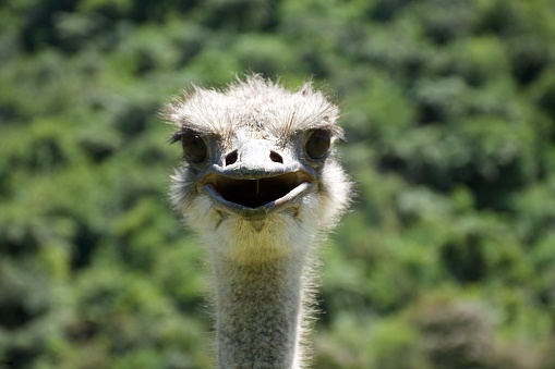 Close up of an Ostrich head looking to the camera.