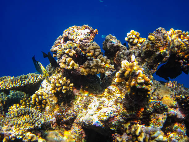 istock Beautiful coral reef in the Red Sea 1978838512