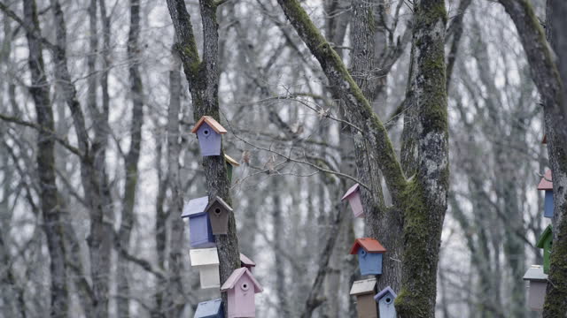 Colorful Little Bird Houses on Trees