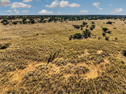 aerial view of african savannah bushveld, ostrich herd pack running