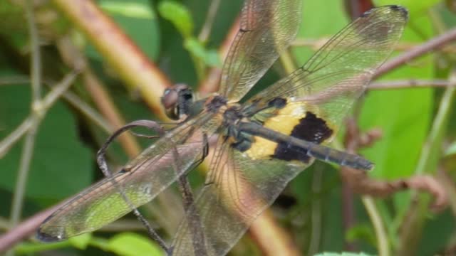 Yellow dragonfly is on a twig