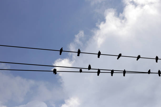 istock Silhouette birds on wire cable against blue sky 1978881055