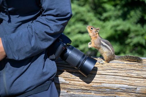 Golden-Mantled Ground Squirrel begging for food from a tourist with a camera. Mount Rainier National Park. Washington State.