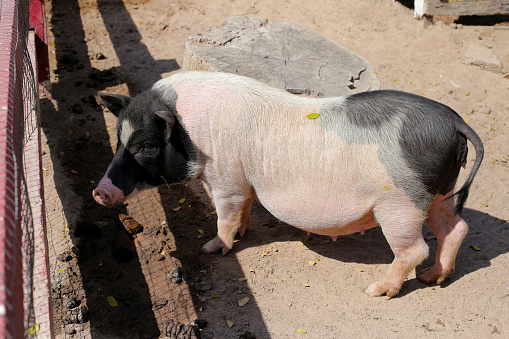 Cute black pink pig on the farm