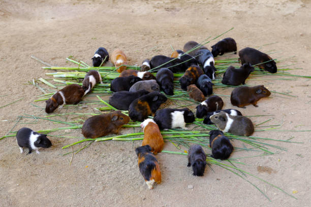 Cute guinea pigs or cavy, eating grass