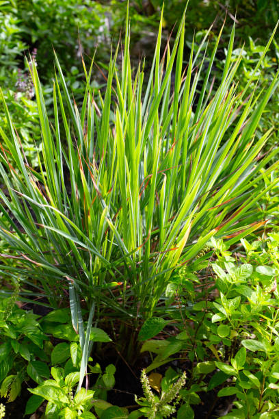 istock Holy basil with lemongrass in herb garden 1978902714