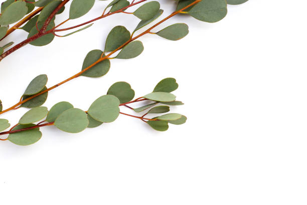 istock Eucalyptus leaves on white background. Green leaf branches. 1978905312