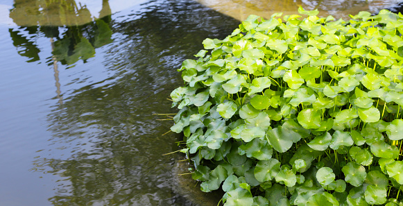 Gotu kola, Asiatic pennywort, Indian pennywort. Water plant in the pond